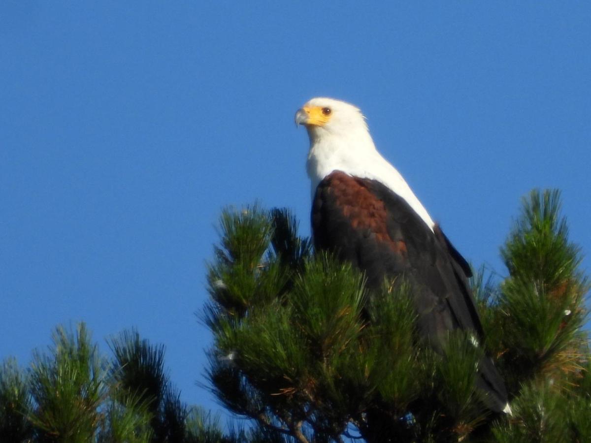 Eagles' Call Cottages And Tent ワイルダーネス エクステリア 写真